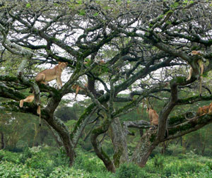 动物迁徙季-肯尼亚全景10天深度之旅