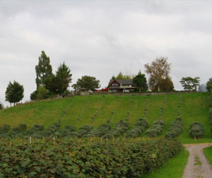 澳新12日绿野银湾超值游cz