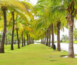 海南-岛中岛（三亚往返 五天）