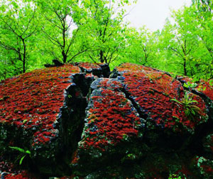 哈尔滨太阳岛、五大连池、呼伦贝尔大草原、口岸满洲里、呼伦湖、精彩双飞七