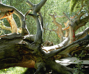 【特色】新疆南疆