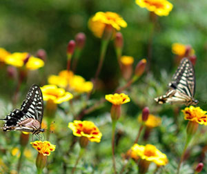 山东水帘峡风景区一日