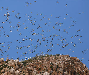 乳山银滩、石岛赤山、海驴岛（神雕山野生动物世界）、威海三日游