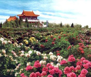 寿光国际蔬菜科技博览会、中华牡丹园一日游