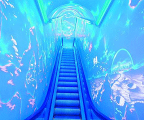 青岛黄岛极地海洋世界二日